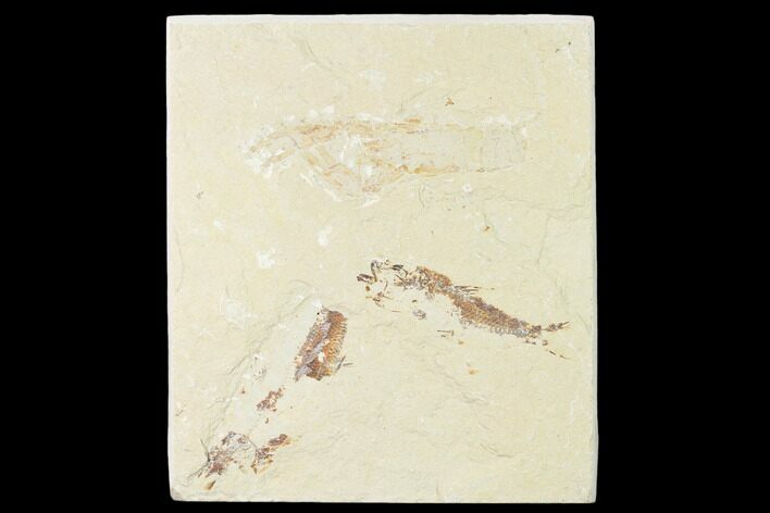 Cretaceous Lobster (Pseudostacus) with Two Fish - Lebanon #162801